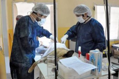 El Dr. Ferrus trabaj� a la par de colegas en la esterilizaci�n de perros y gatos