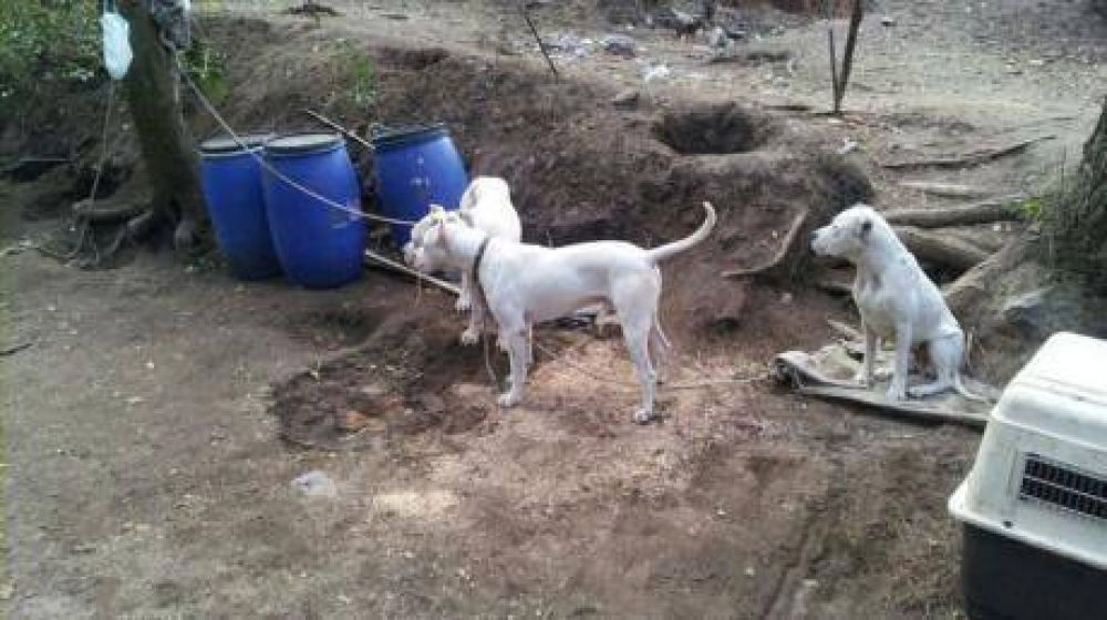 Secuestran 26 perros dogo en Unquillo