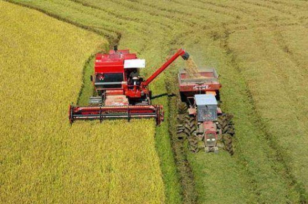 Arroz: las precipitaciones entorpecieron la cosecha