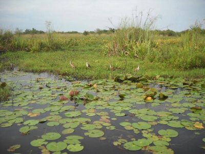 La Reserva Provincial del Iber� celebra 30 a�os desde su creaci�n