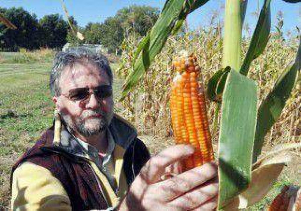 Crearon un ma�z colorado ideal para la zona 