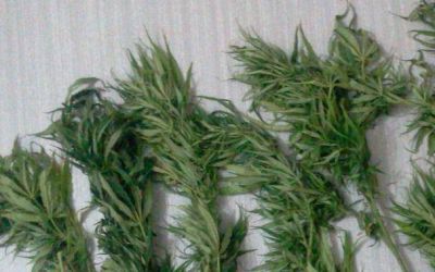 Demorado cuando corr�a con plantas de marihuana bajo su ropa