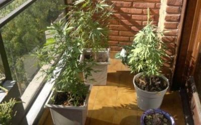 Ten�an 7 plantas de marihuana y les dictaron prisi�n preventiva: el fiscal pide suspender la medida