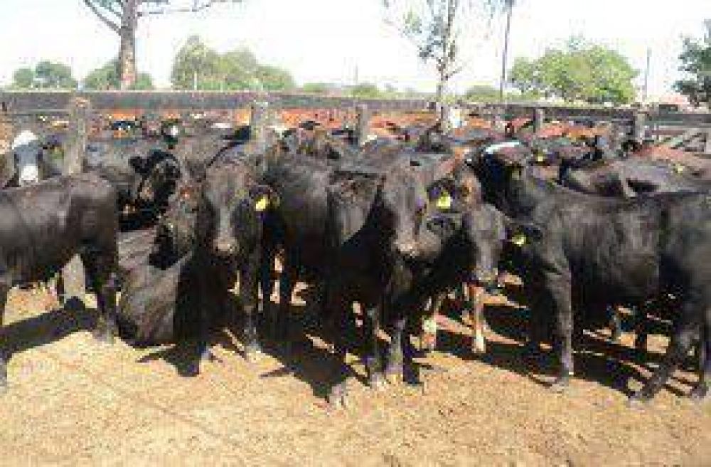 M�s de dos mil animales participaran de la 32�Fiesta del Ternero y Novillito Formose�o