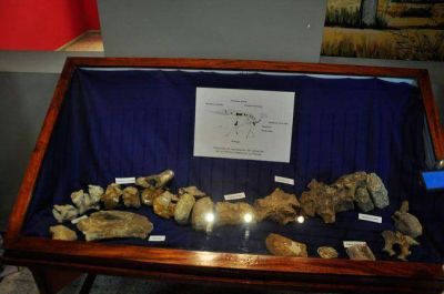 Dinosaurio pampeano ten�a 6 metros de altura