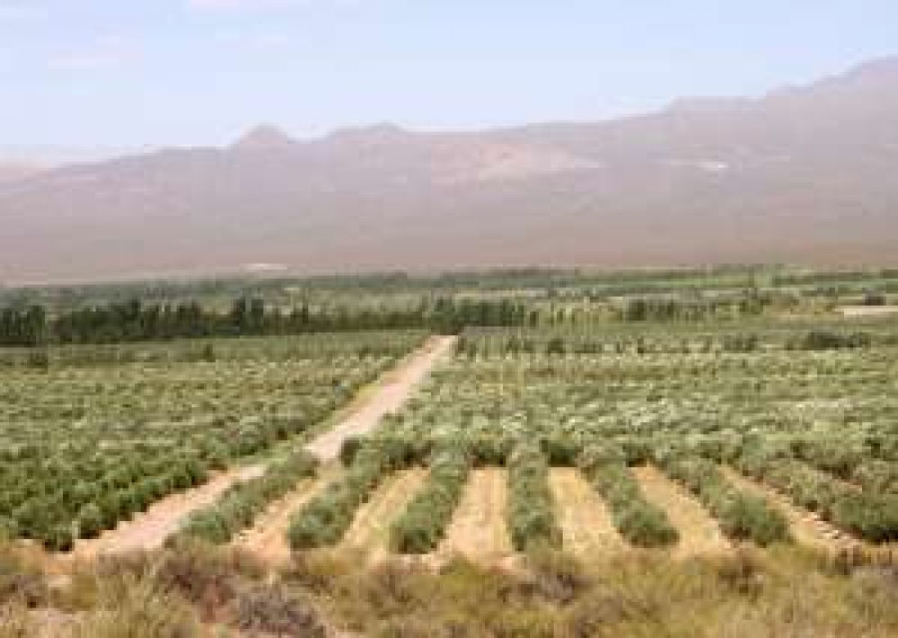 Olivos: la zona cercana al r�o es la menos apta