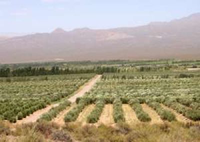 Olivos: la zona cercana al r�o es la menos apta