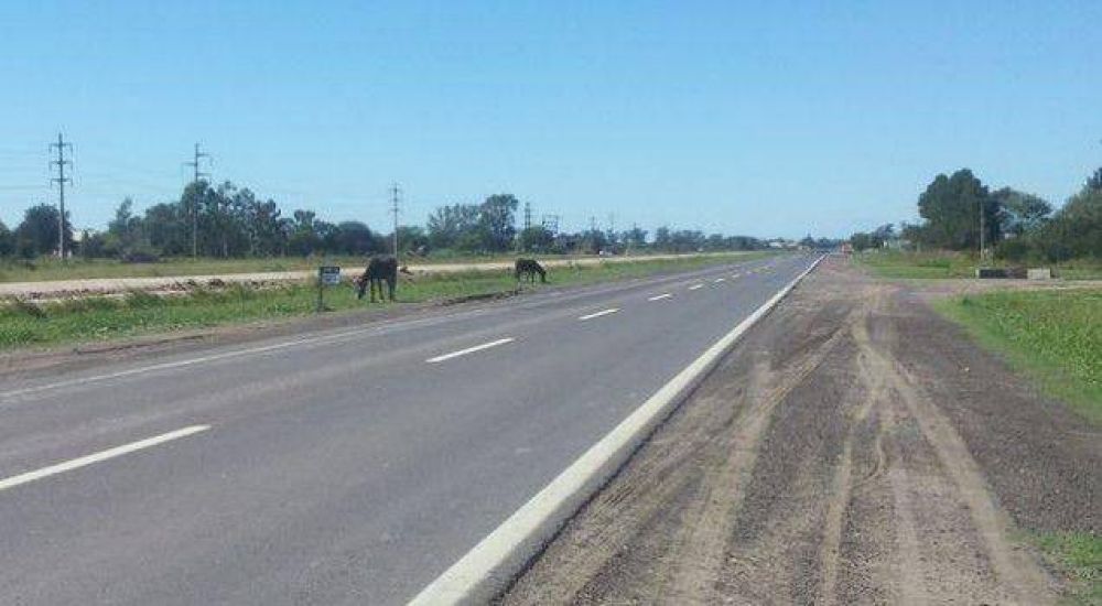 Todos contra los caballos sueltos en las rutas