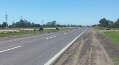 Todos contra los caballos sueltos en las rutas