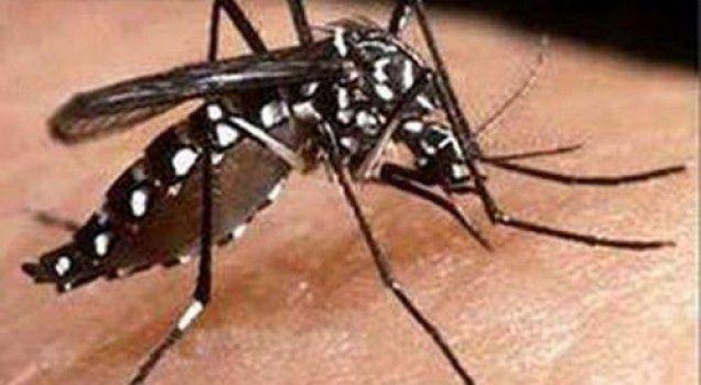 Detectan 19 nuevos casos de dengue