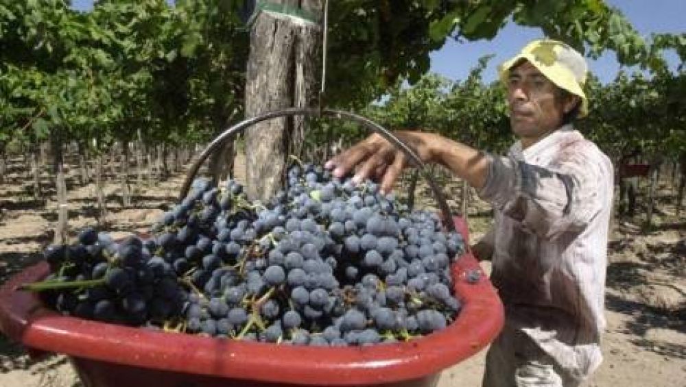 Se pagaron $3, 8 millones por la producci�n de uva