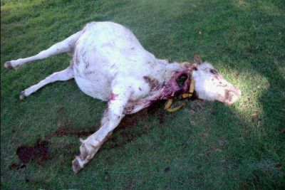 Toay: joven detenido por robar y degollar un caballo