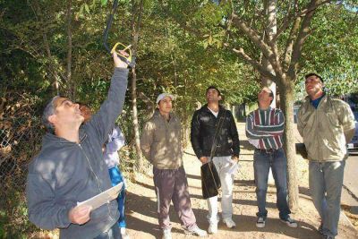 General Pico: el Municipio capacitar� a podadores