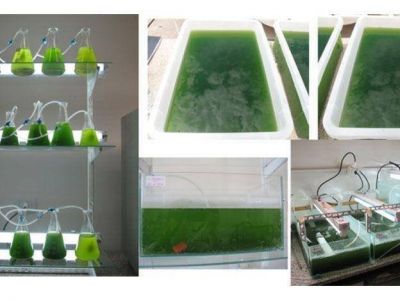 La UNCuyo tendr� su primera planta de cultivo de microalgas para fabricar biocombustibles