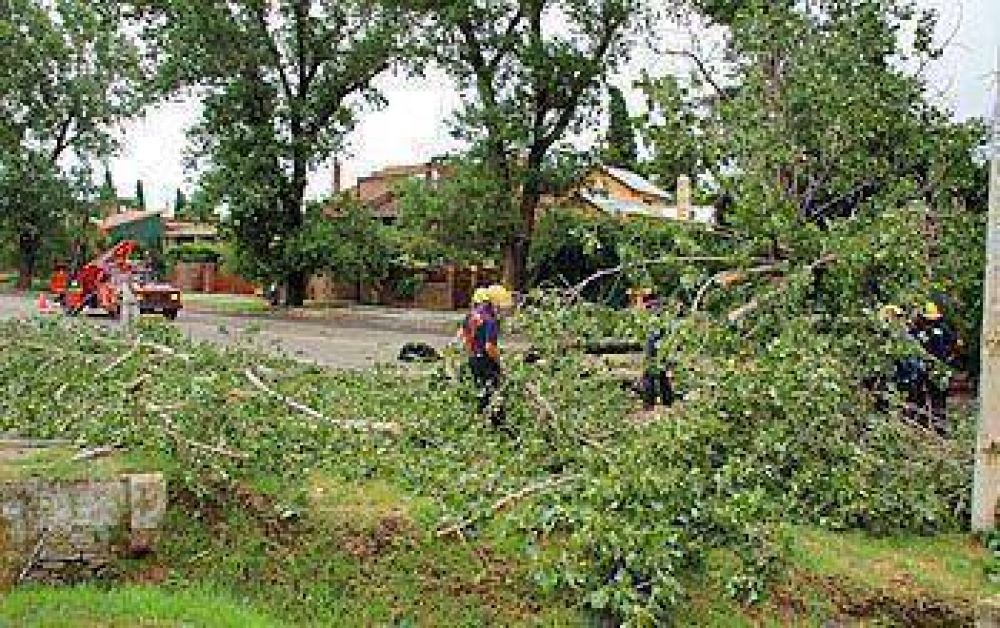 Iniciar�n el mantenimiento de la arboleda ubicada a la vera de la ruta nacional N� 8