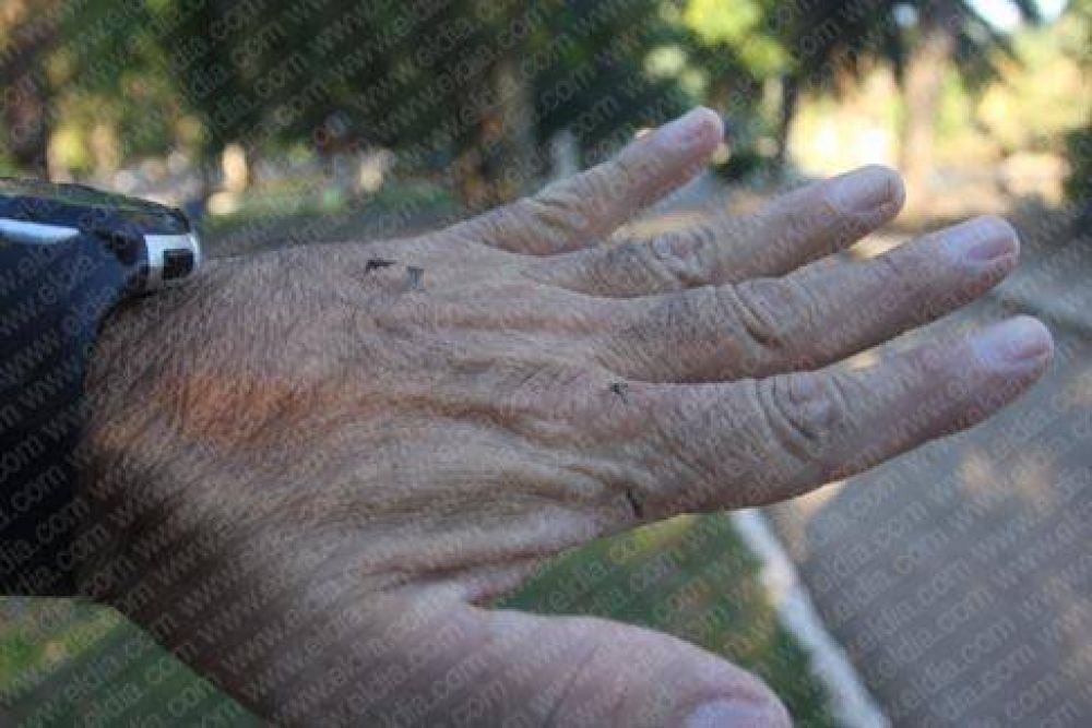 Vecinos molestos por aparici�n de mosquitos en gran cantidad