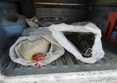 Acha: secuestraron carne de avestruz