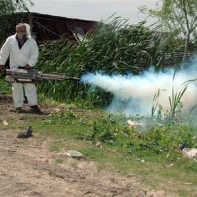 Lo que faltaba: invasi�n de mosquitos