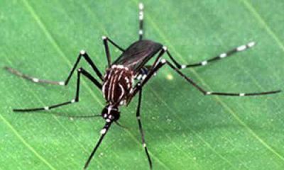Contra el mosquito: har�n nuevo relevamiento de �ndice larvario en los barrios