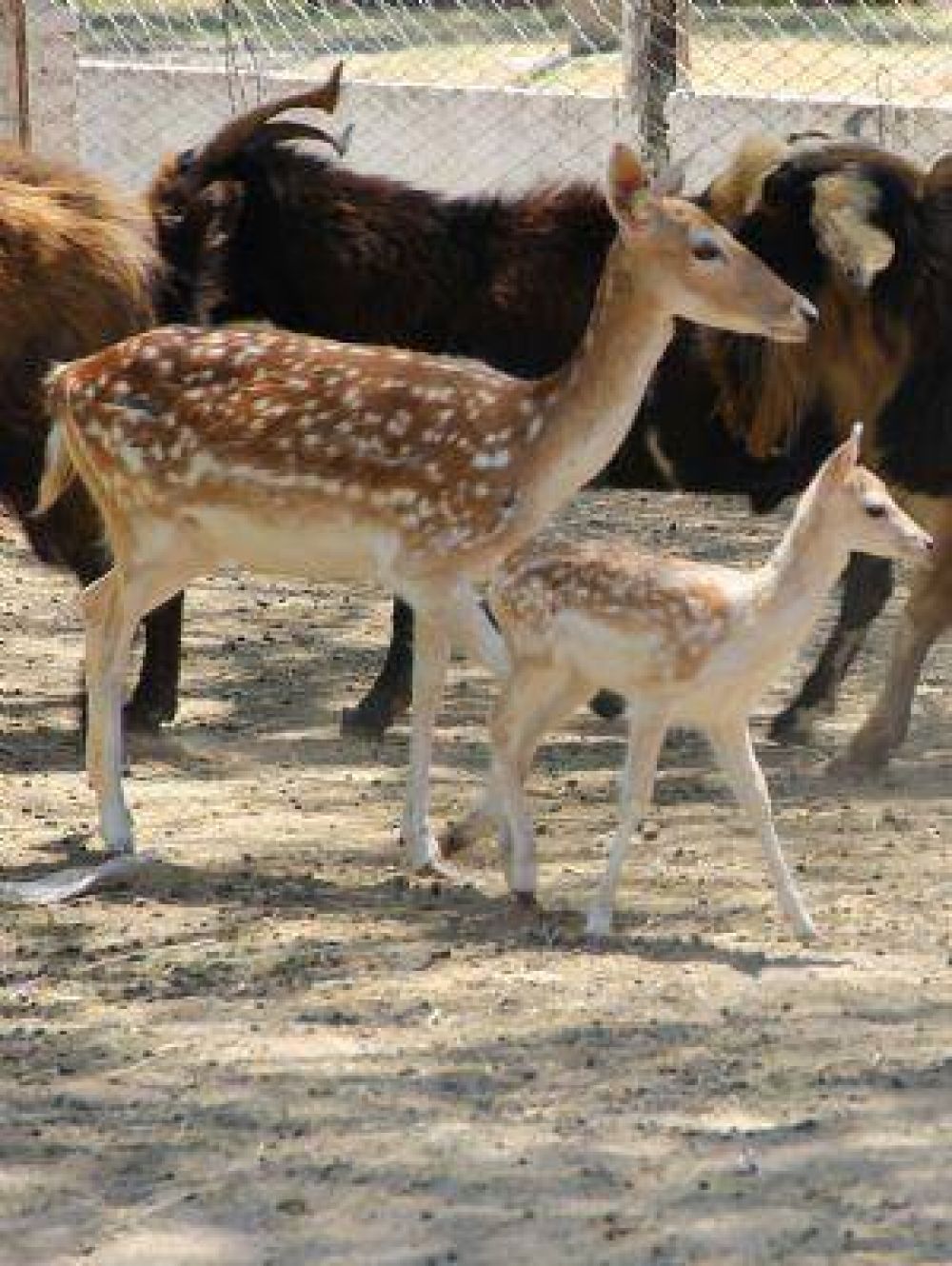 El zoo municipal prepara un gran festejo para el �D�a del Animal�