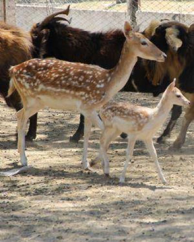 El zoo municipal prepara un gran festejo para el �D�a del Animal�