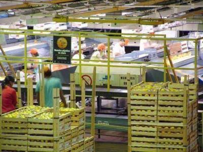 Reconvertir�n 800 hect�reas de c�tricos para abastecer a Danone