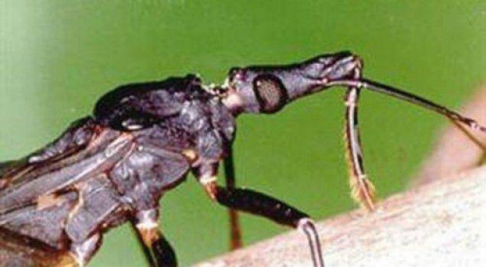 Tratar�n el mal de chagas con un medicamento hecho en el pa�s