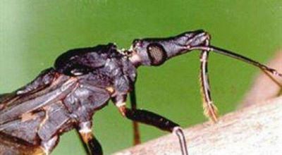 Tratar�n el mal de chagas con un medicamento hecho en el pa�s