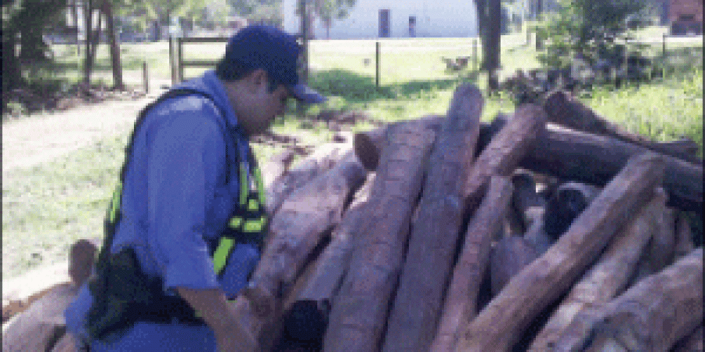 Secuestran rollizos de madera en operativos