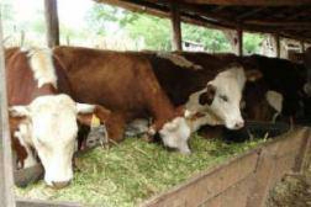Productores pretenden potenciar la actividad ganadera de M�rtires
