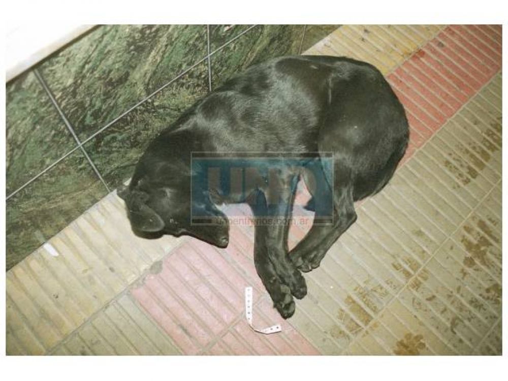 Perros envenenados: el Municipio de Viale sali� al cruce de una entidad protectora