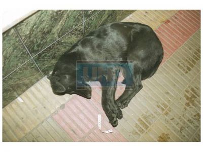 Perros envenenados: el Municipio de Viale sali� al cruce de una entidad protectora