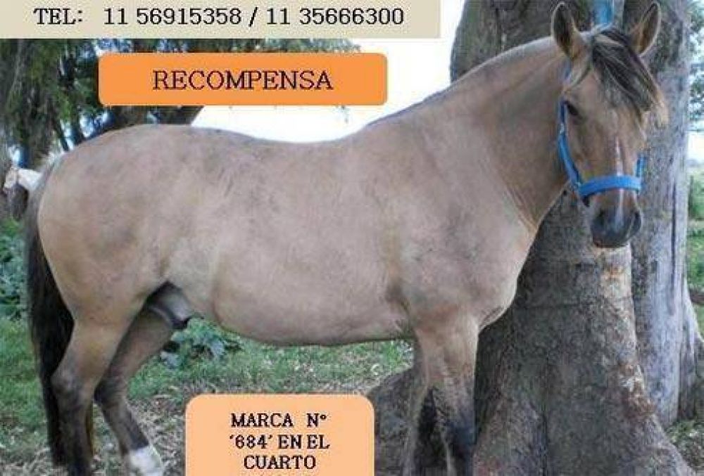Alarma por el robo de caballos en Ca�uelas