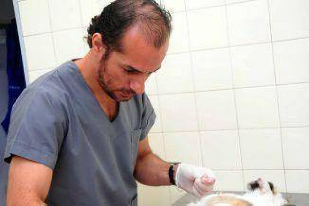 Intenso trabajo de castraciones gratuitas en el Centro de Zoonosis de Quilmes