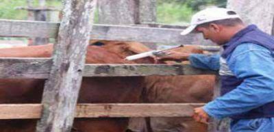Para el departamento Laish� tambi�n, el 30 de abril, cierra la campa�a de vacunaci�n antiaftosa