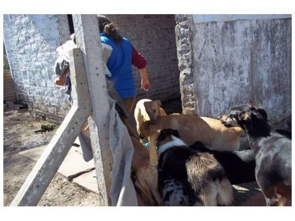 Proteccionistas desmienten a funcionario municipal de Viale