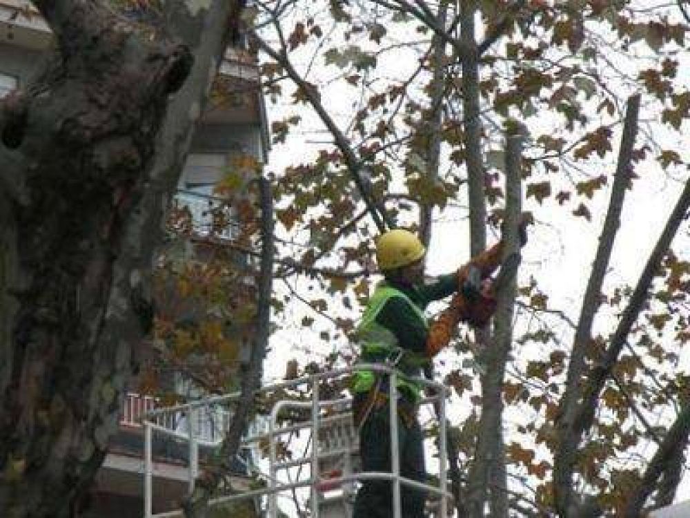 ABIERTA LA INSCRIPCI�N PARA CURSO DE PODADOR URBANO