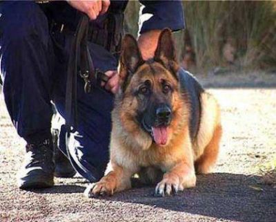Jornada de concientizaci�n sobre tenencia responsable de mascotas en barrios Los Ceibos I y II
