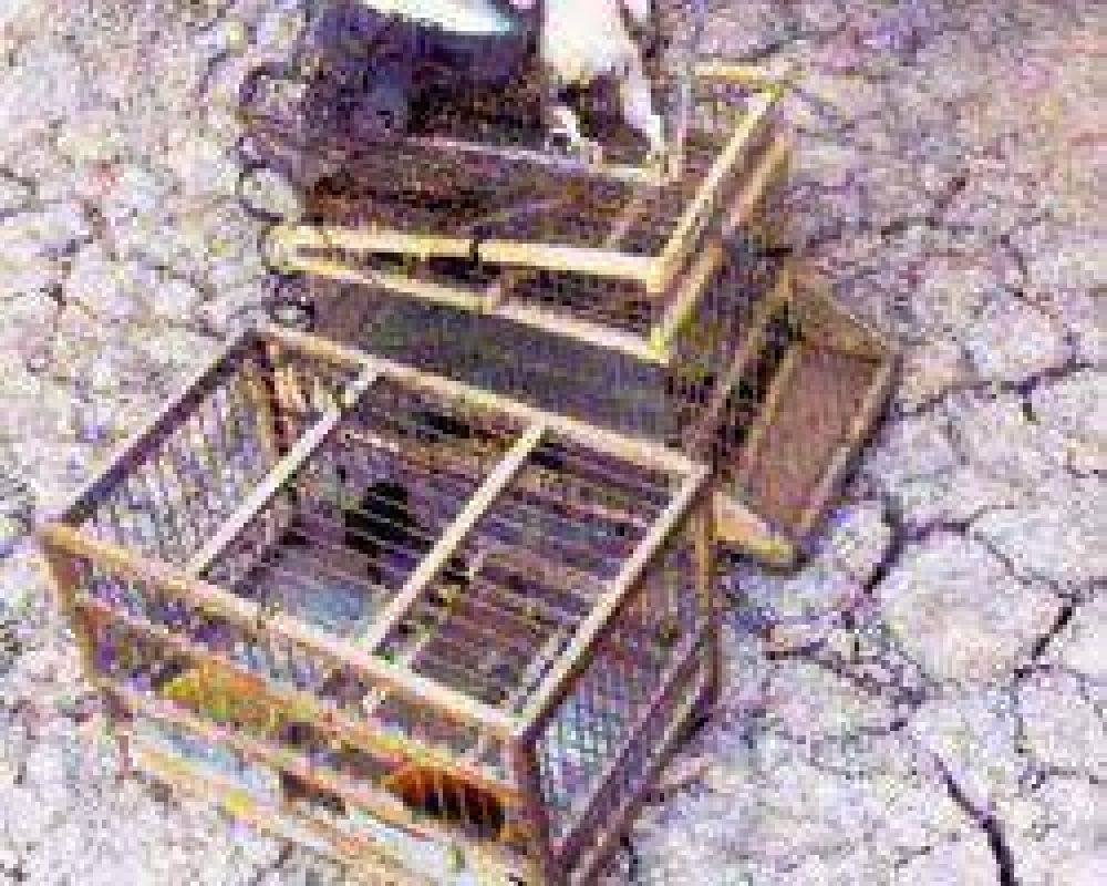 Labran 10 actas en dos d�as por depredaci�n de fauna