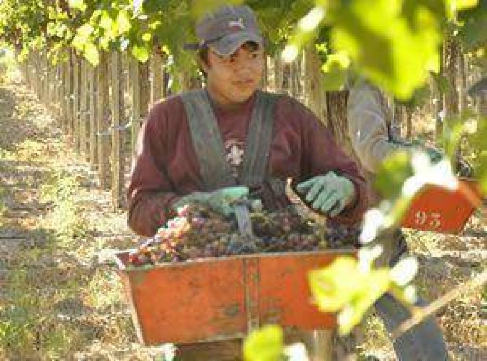 San Juan destin� el 50,7% de sus uvas a mosto	