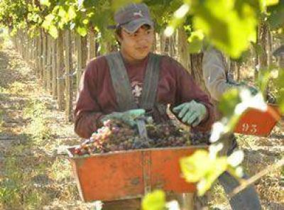 San Juan destin� el 50,7% de sus uvas a mosto	