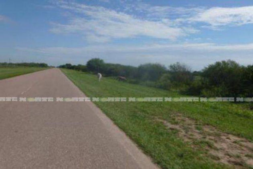 Los animales sueltos siguen poniendo peligro a la ruta 3