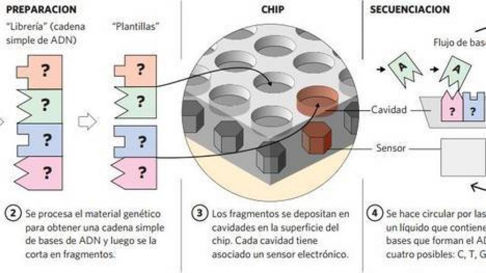 El ADN cumple hoy 60 a�os: ya se descifra en 15 horas y es una esperanza contra el c�ncer