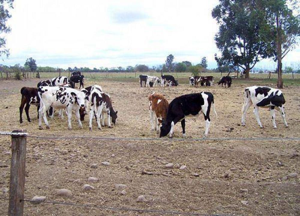 Anunciaron l�nea de cr�ditos para la producci�n de ganado bovino