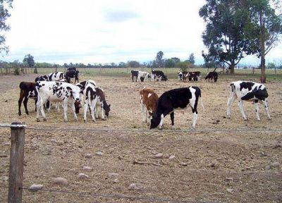 Anunciaron l�nea de cr�ditos para la producci�n de ganado bovino