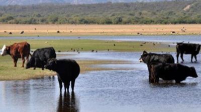 Detienen a las primeras culpables: las vacas
