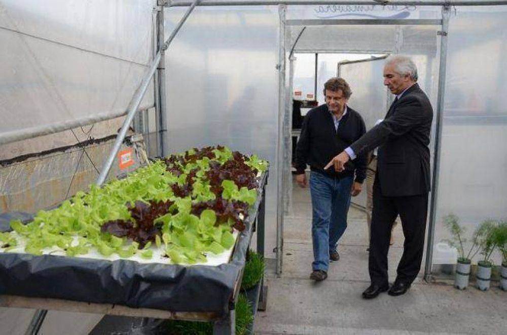 Inauguran planta municipal Hidrop�nica