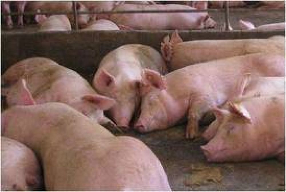 Entregan planta a cooperativa de porcicultura
