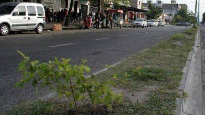 Avanza un plan de forestaci�n en las avenidas de la Capital