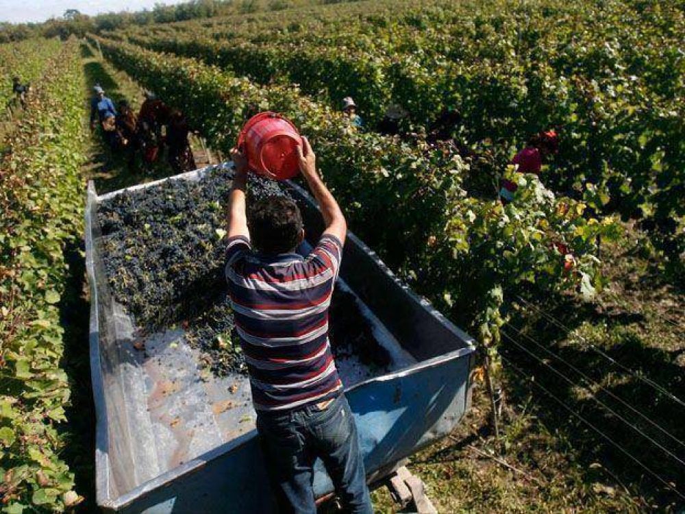 La cosecha de uva contin�a en ascenso: en 2013 subi� casi un 20%